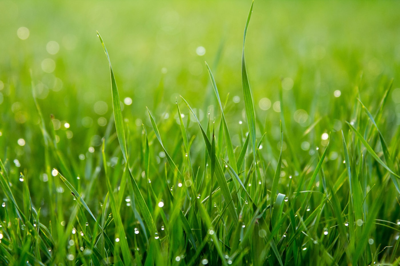 Pasto verde de un lote listo para construir
